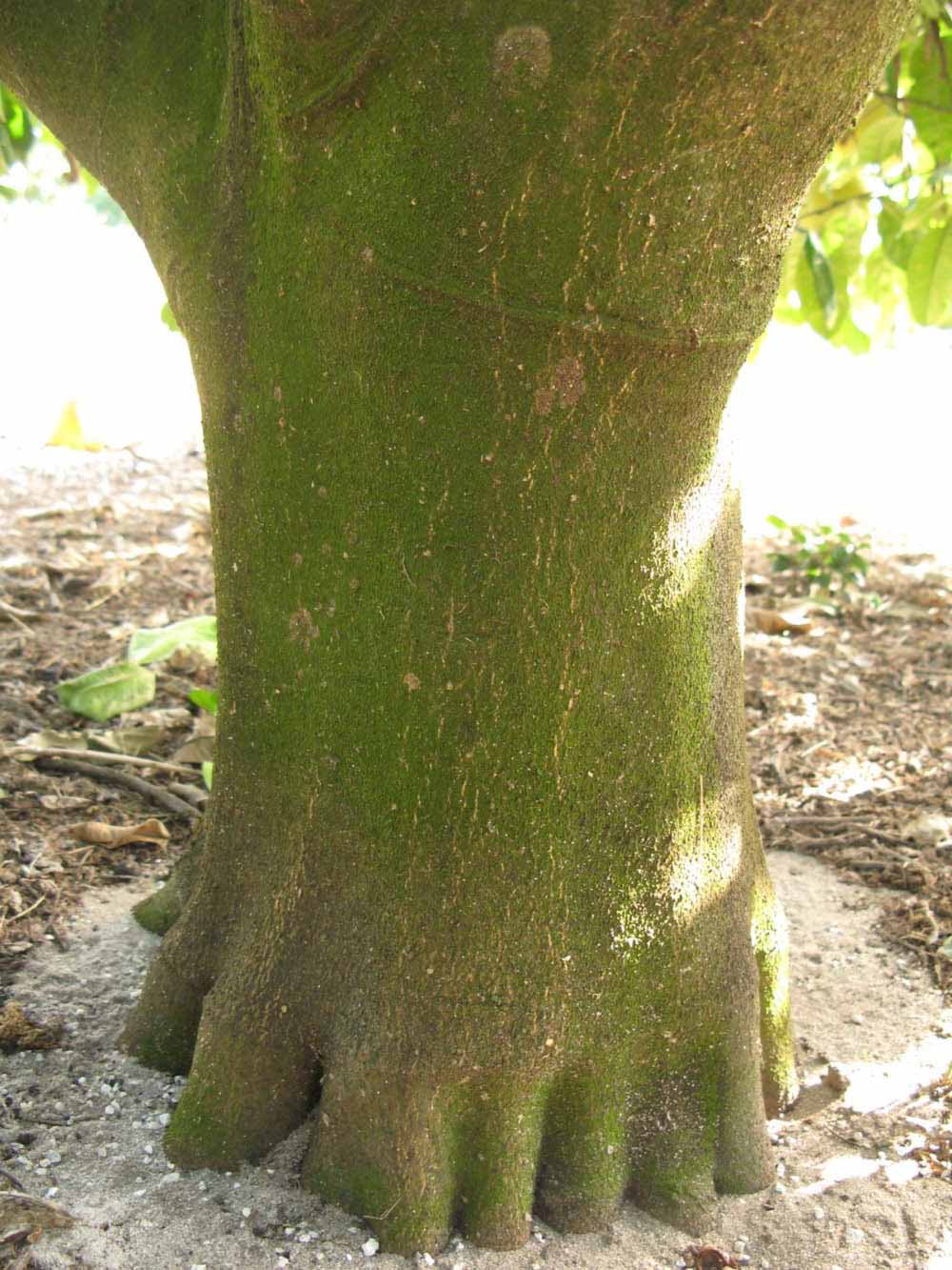              Bark (Winter Haven, FL)       